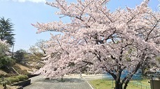 お花見10